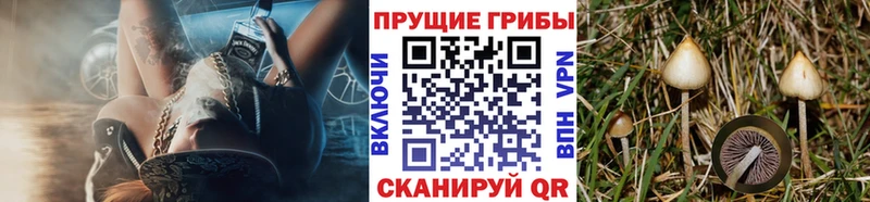 Псилоцибиновые грибы MAGIC MUSHROOMS  Оса 